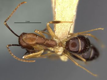 Media type: image;   Entomology 17011 Aspect: habitus dorsal view